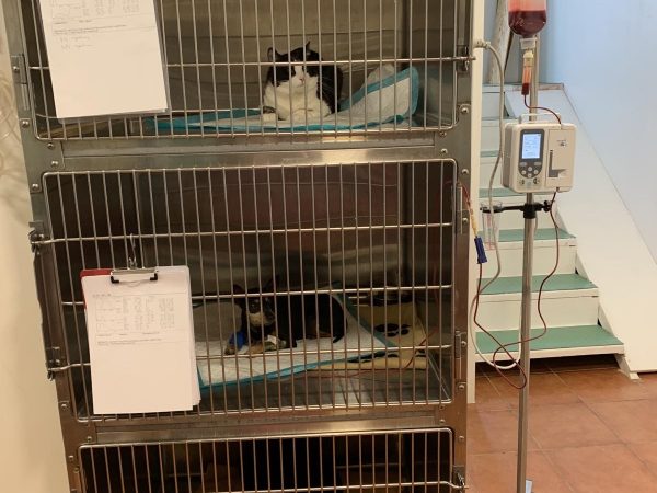 IMG-848b36b0d8342567a9e9b92110ae48cb-V