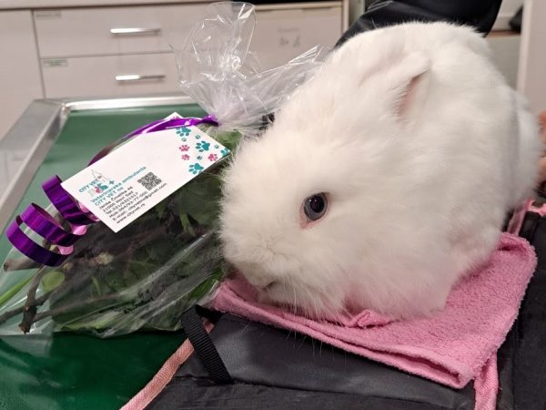 IMG-e2870cd33afe1538aa9f35f2f0dbce9e-V