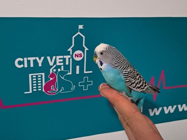 IMG-e935bcac7a657be383c9aff02077fee0-V