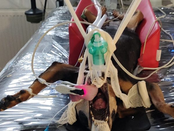 IMG_20230327_144737252