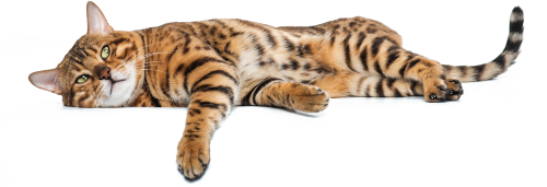 maca-lezi-1 maca-lezi-1